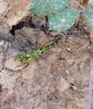 Aeshna cyanea